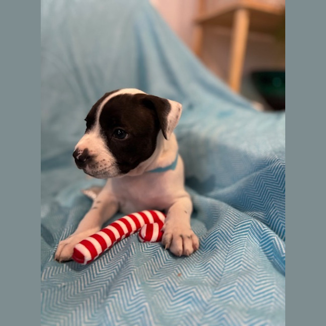 Photo of Alfie