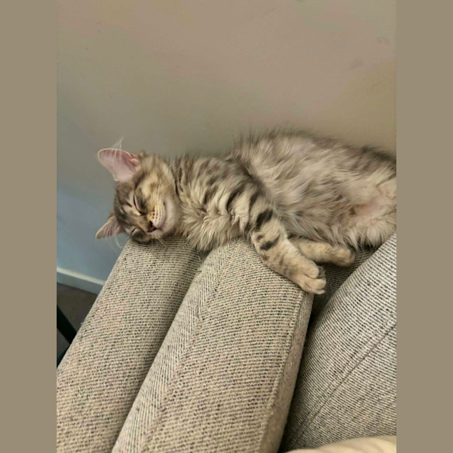 Photo of Petal   In Foster Care In Richmond