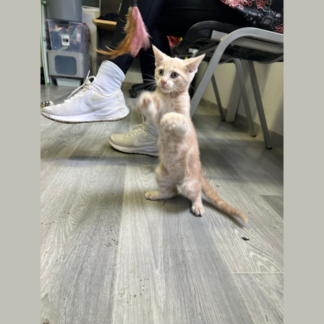 Photo of Simba