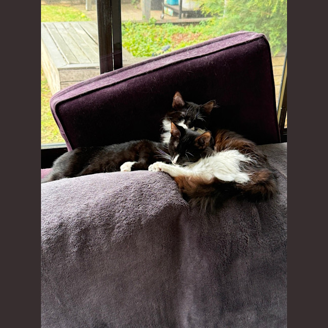 Photo of Tofu