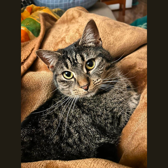 Photo of Peggy Sue *9 Lives Project Rescue*