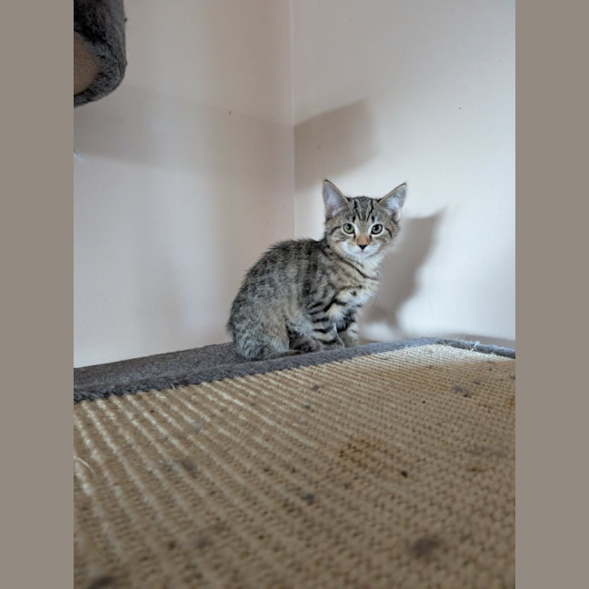 Photo of Artemis