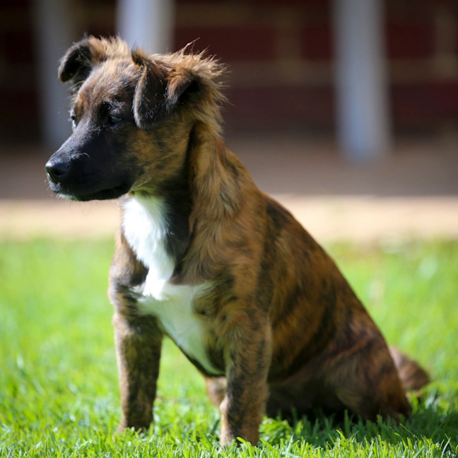 Photo of Onyx