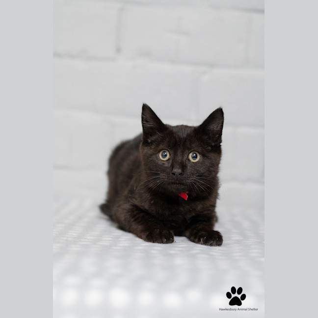 Photo of Midnight