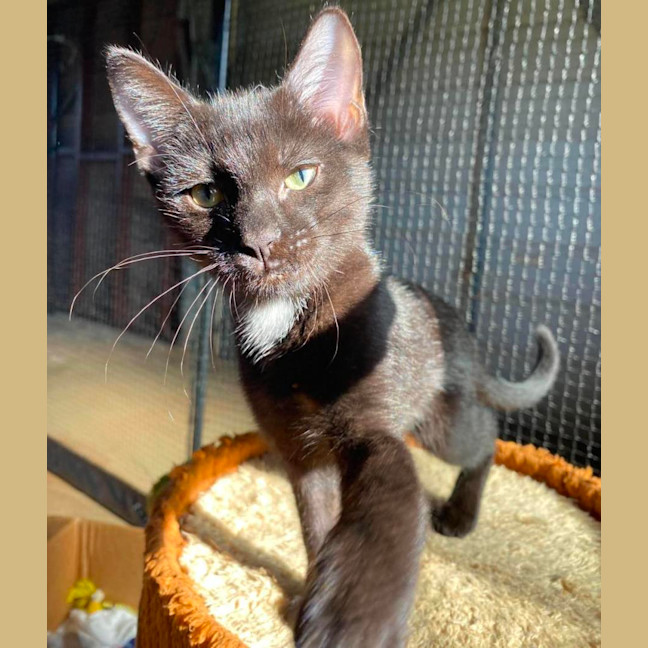 Photo of Maple