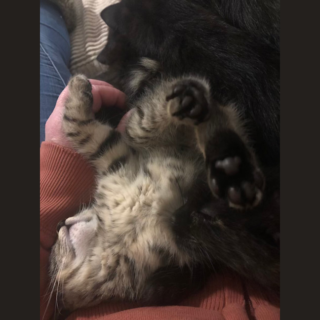 Photo of Toulouse   2 Month Old Domestic Short Hair (Trial)