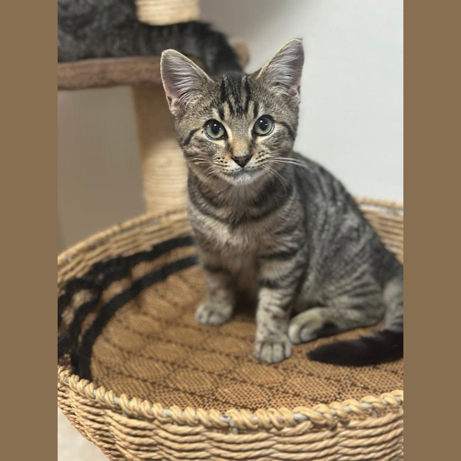 Photo of Acorn And Oak