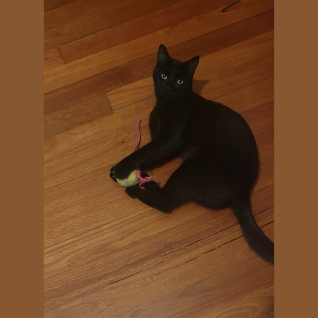 Photo of Sirius 