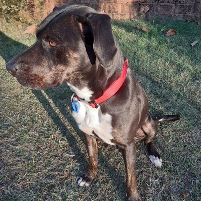 Photo of Sasha *$250 Adoption Fee*