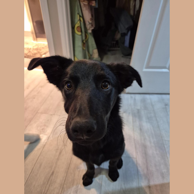Photo of Pickles