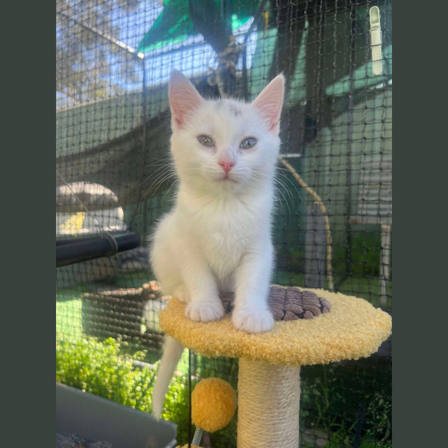 Photo of Lamington