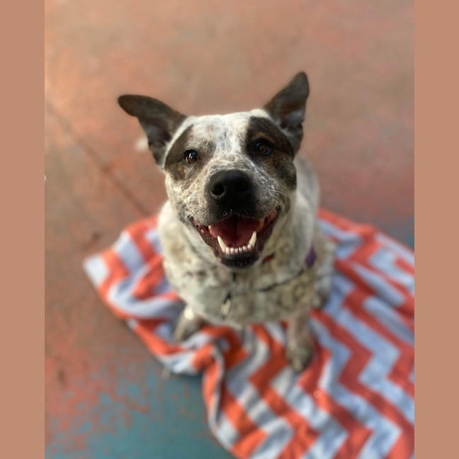 Photo of Chilli 