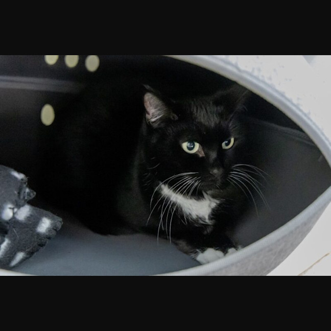 Photo of Benji