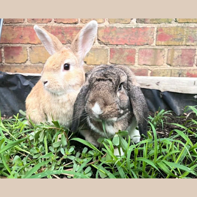 Photo of 🐰Artemis & Willow🐰   Located In Brunswick 