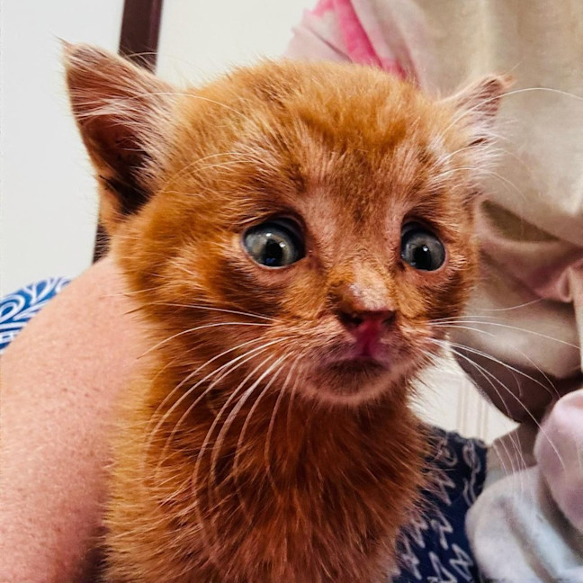 Photo of Broskie Tee