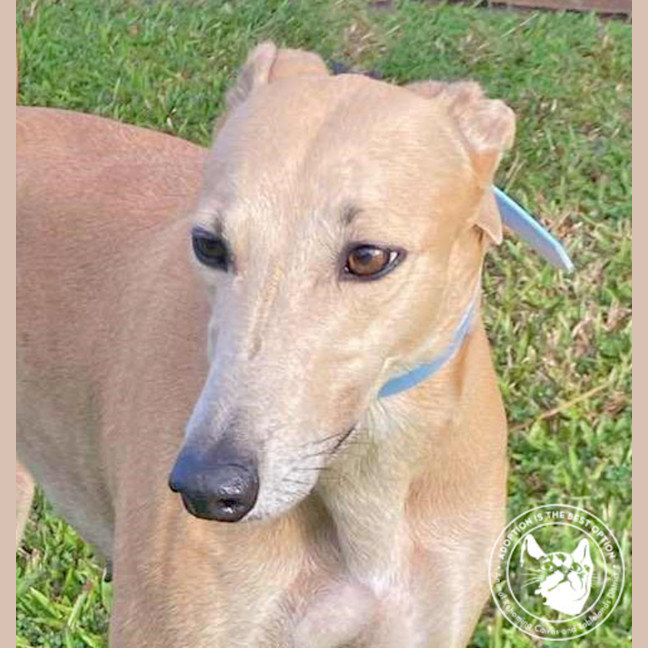 Photo of Susie (Safari Train)