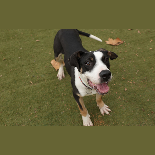 Photo of Pongo