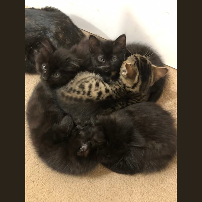 Photo of Floof   2 Month Old Domestic Medium Hair (Trial)