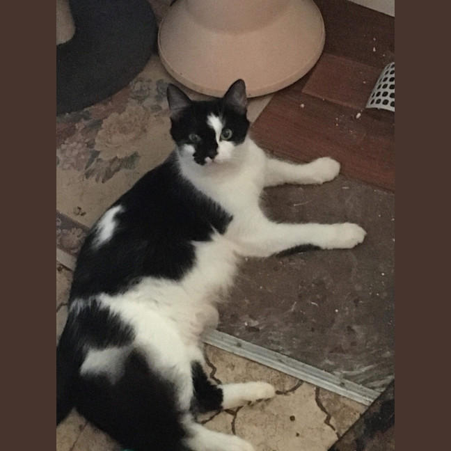 Photo of Oreo💗