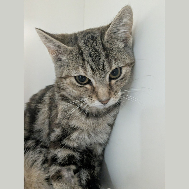 Photo of 🥪 Jaffle 6989 🥪