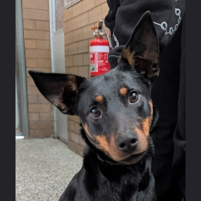 Photo of Bindi