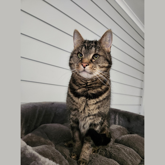 Photo of Dusty