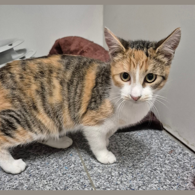 Photo of Juniper