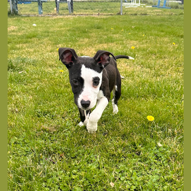 Photo of Murphy