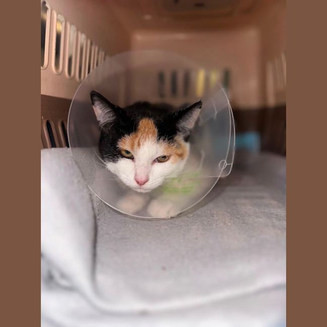 Photo of Perdita