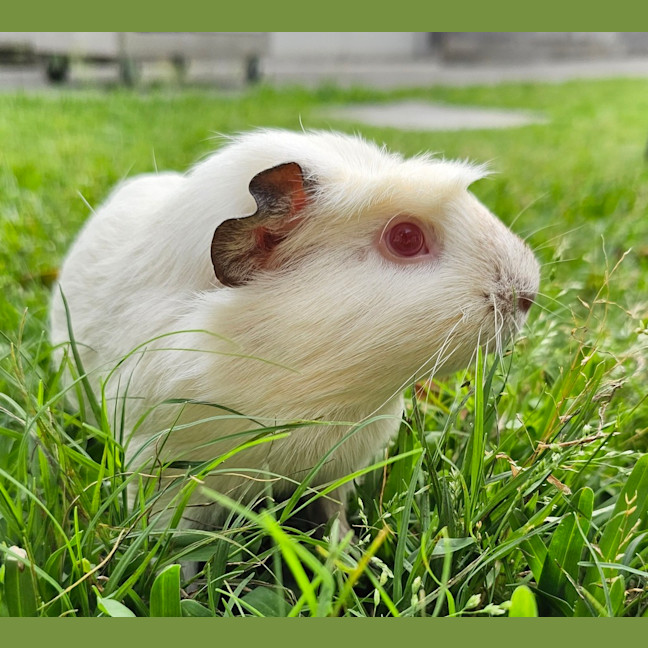 Photo of Cherry