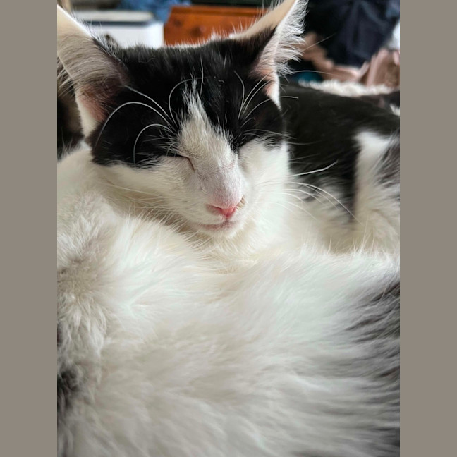 Photo of Fedora *9 Lives Project Rescue* 