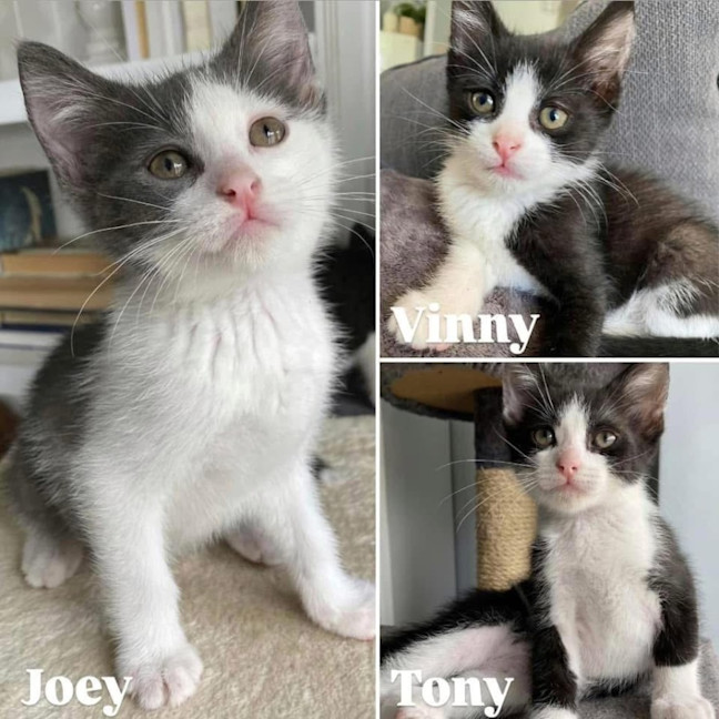 Photo of 11447   Tony 