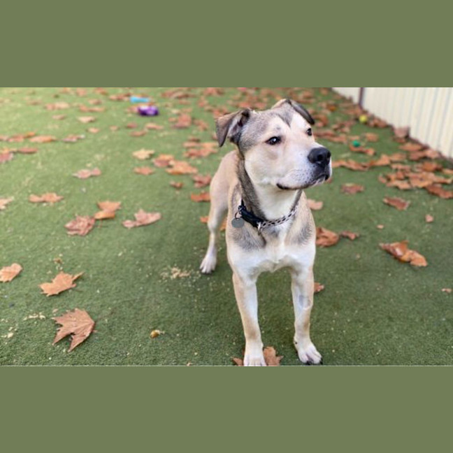 Photo of Chai