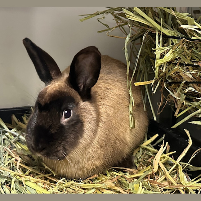 Photo of Lenny 