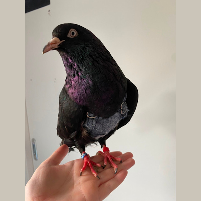 Photo of Magic Oilspill