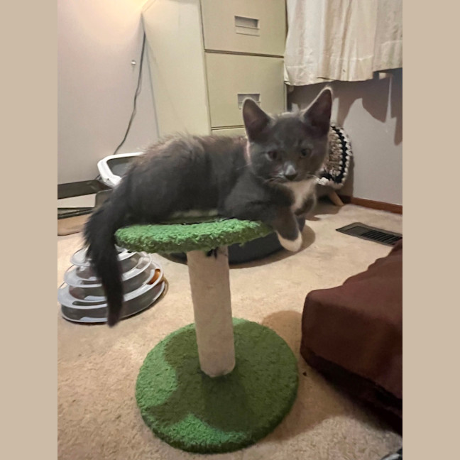 Photo of Dazzle **2nd Chance Cat Rescue **