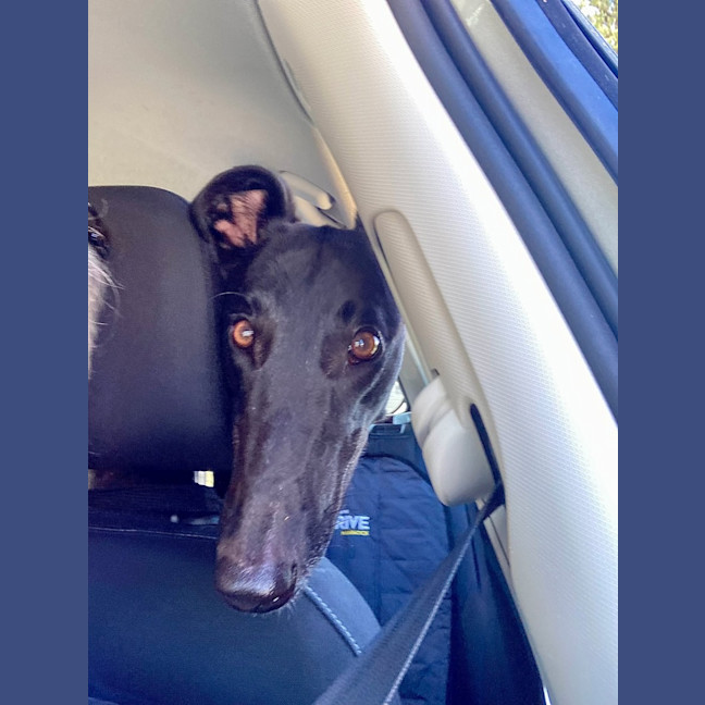 Photo of Misty, The Greyhound