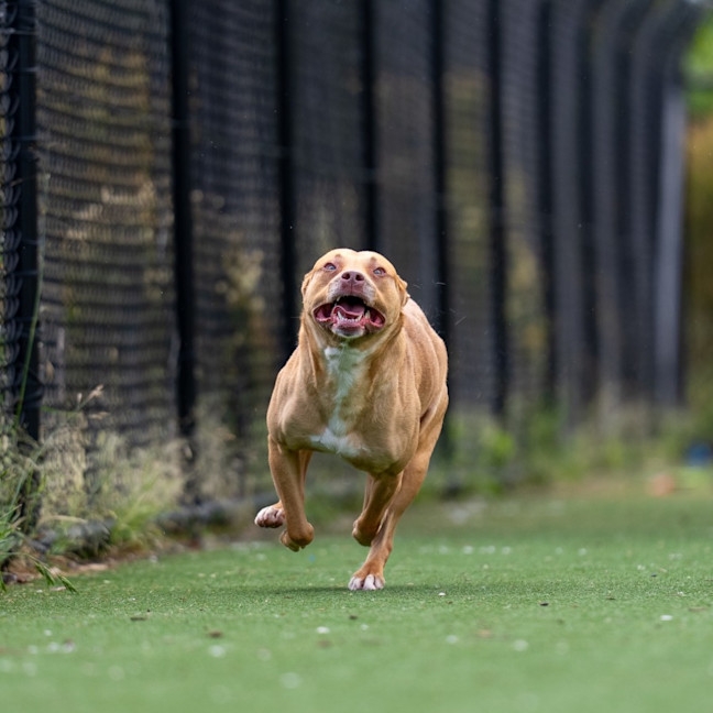 Photo of Nova Imp 2283