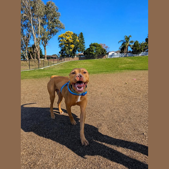 Photo of Koba   1.5 Year Old American Staffy X Kelpie