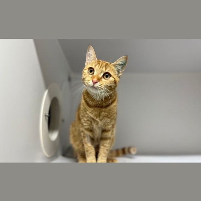 Photo of Nala