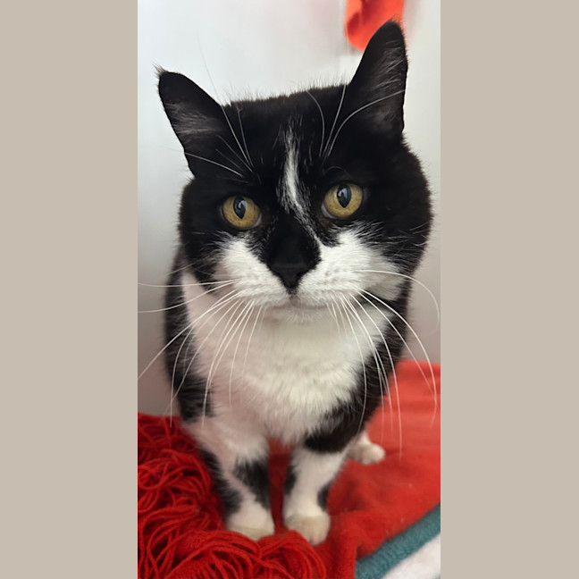 Photo of Missy Moo