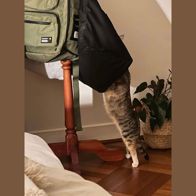 Photo of Tilly