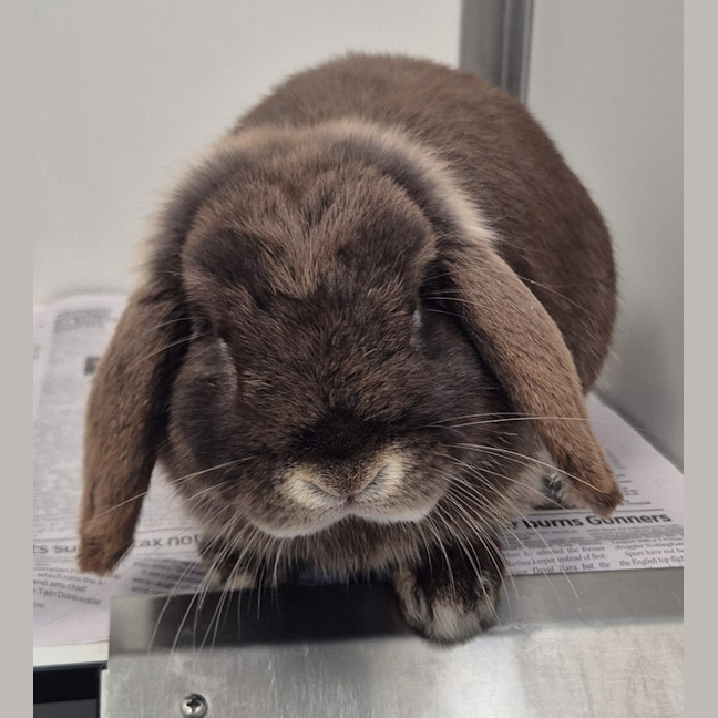 Photo of Cosmo