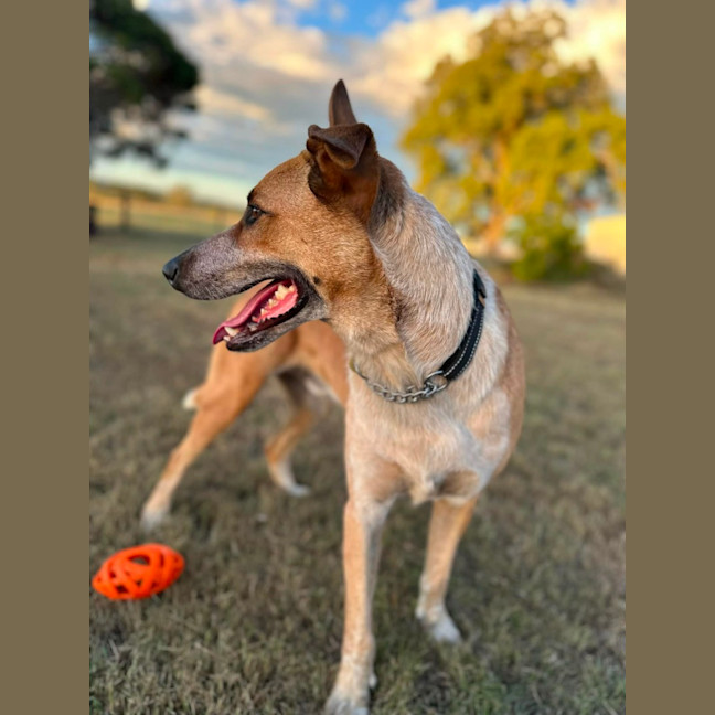 Photo of Razor
