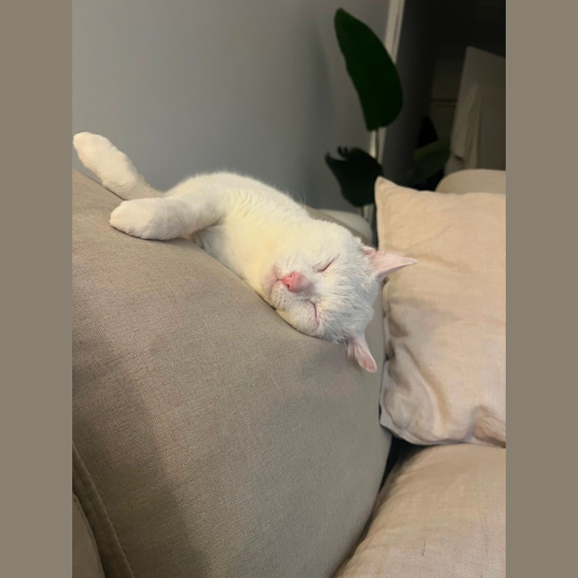 Photo of Falkor