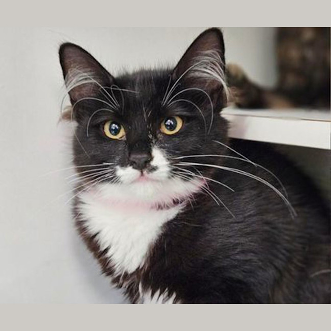 Photo of Cleo