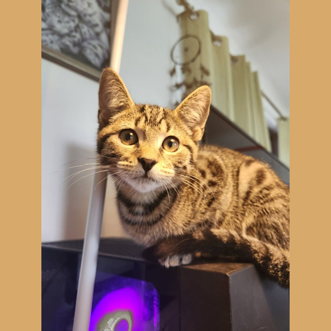 Photo of Oliver