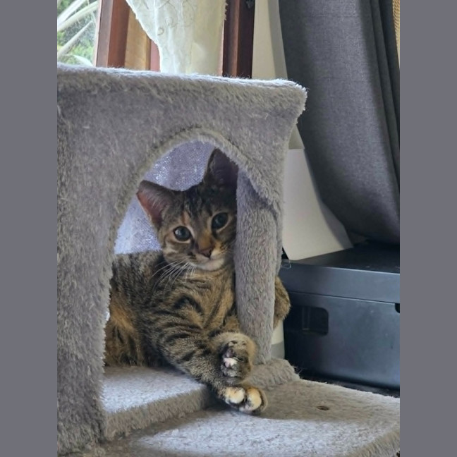 Photo of Cosmo