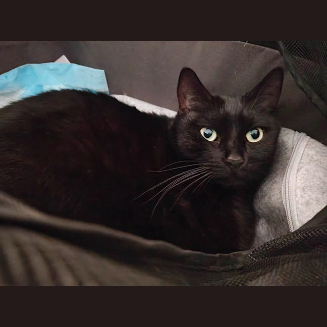 Photo of Charlie