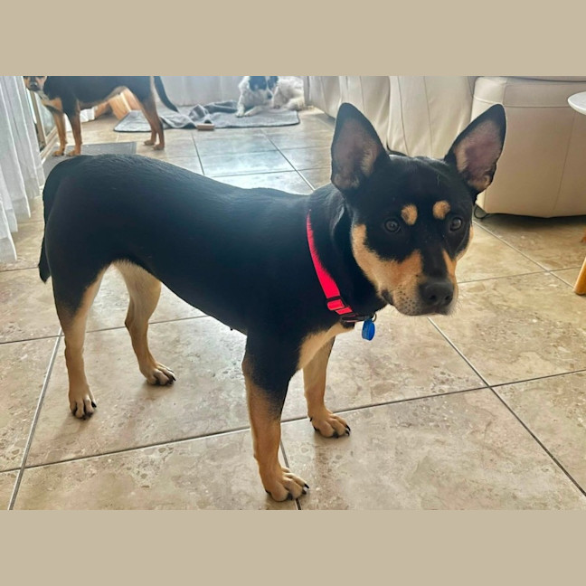 Photo of Tilly